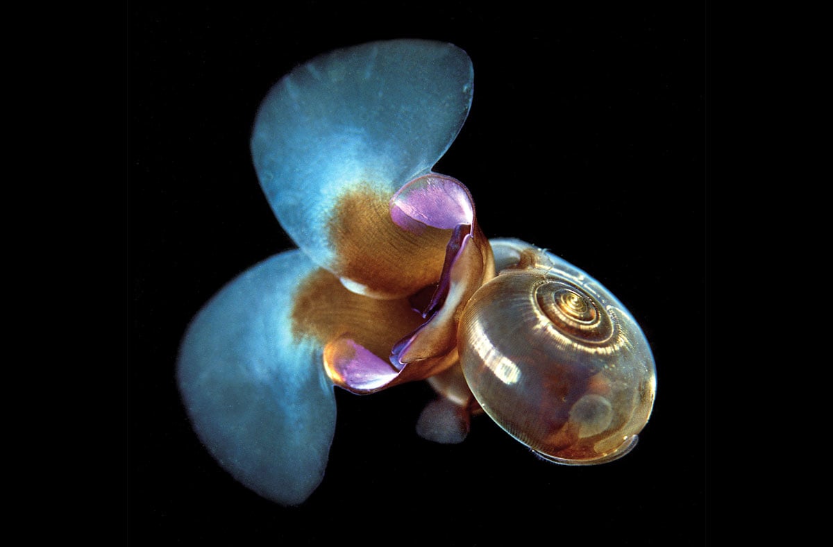 Figure 3.5 Sea snail (or 'sea butterfly') Limacina helicina