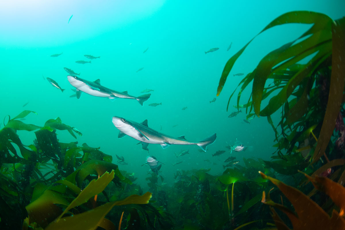 Figure 4.11 Spiny dogfish in the Jærkysten marine protected area.