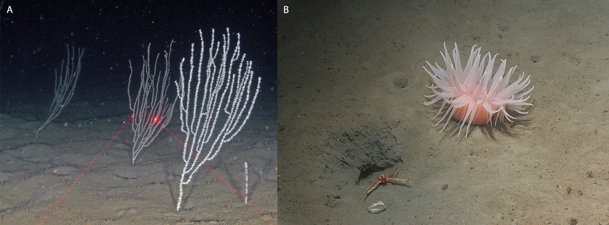 Figure 4.12 Deep-water fauna in the Norwegian Trench. Left: bamboo coral (the red laser dots are 10 cm apart). Right: deeplet sea anemone (Bolocera tuediae).