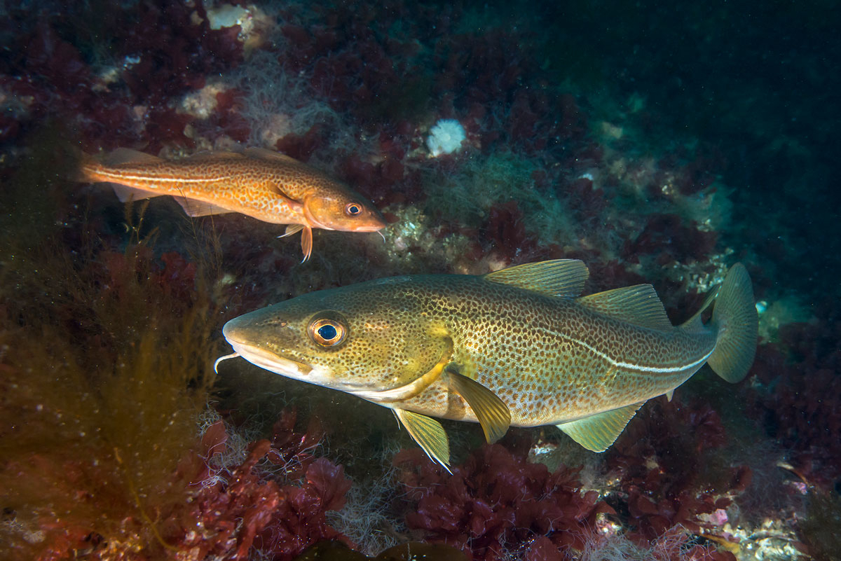 Figure 4.14 Cod in the Skagerrak.