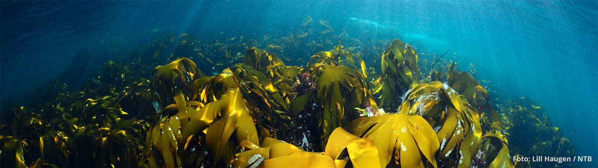 Figure 4.16 Blue forest. A kelp forest off the island of Runde.