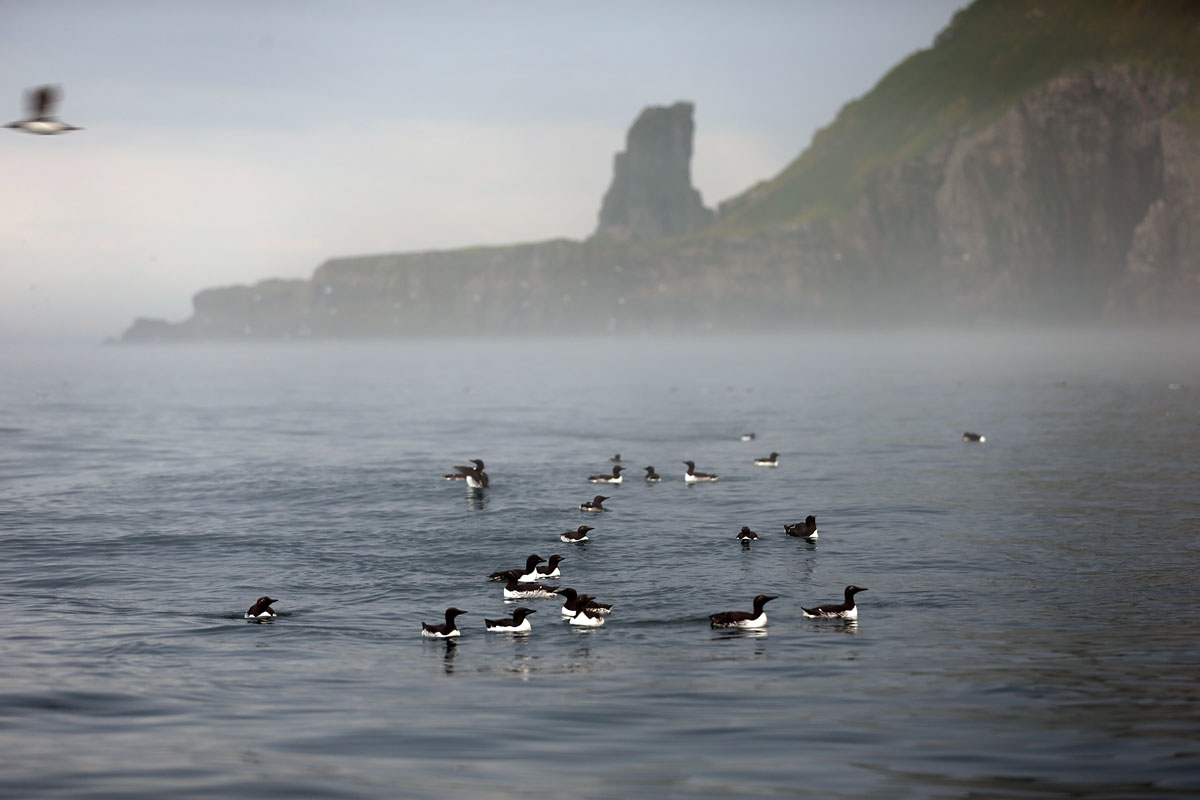 Figure 4.2 Common and Brunnich's guillemots on the sea near Bjørnøya.