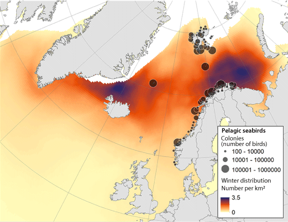Figure 4.21 Colonies and winter distribution (November-January) of the six most abundant pelagic seabirds that breed in Norway (fulmar, kittiwake, common guillemot, Brünnich's guillemot, puffin and little auk).