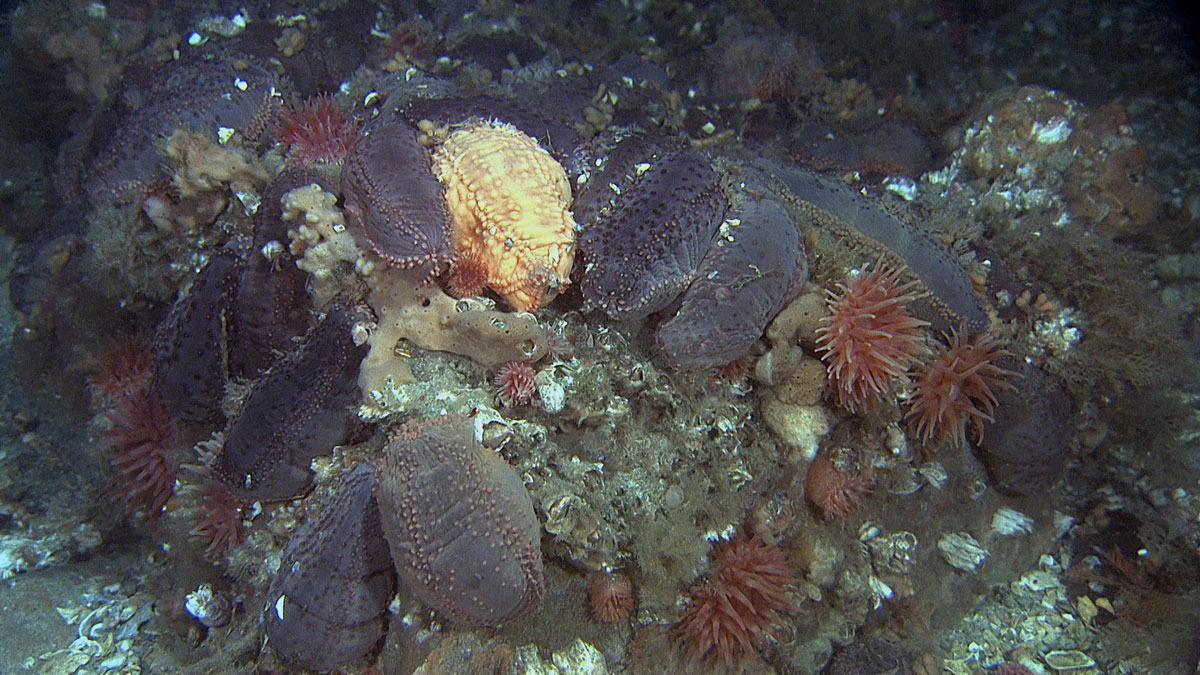 Figure 4.3 Benthic fauna on the Spitsbergen Bank