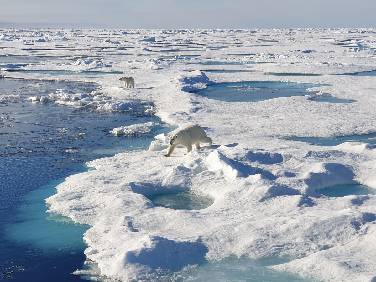 Figure 4.4 Polar bears in the marginal ice zone north of Svalbard in August 2023.