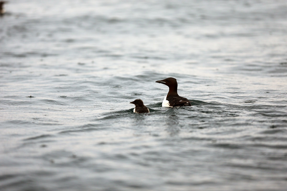 Figure 4.5 Brünnich's guillemot with a chick on swimming migration.