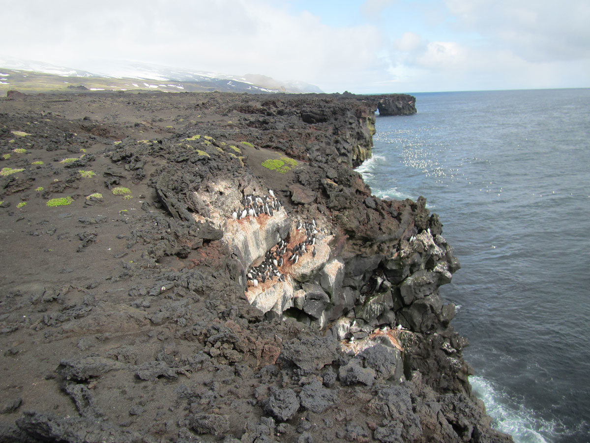 Figure 4.7 Skrinnodden/Splittodden, geologically one of the youngest areas of Jan Mayen. Five of the six species of auks found on the island breed here.