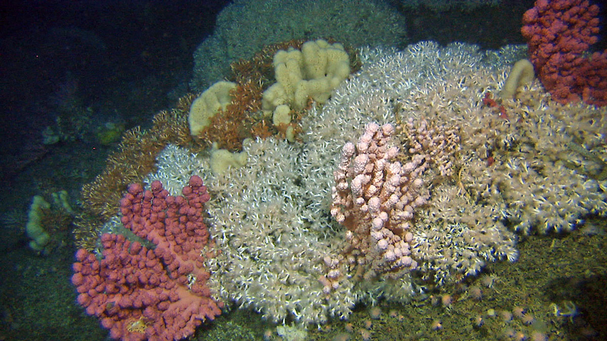 Figure 4.9 Coral reef in Stjernsund at a depth of about 250 m.