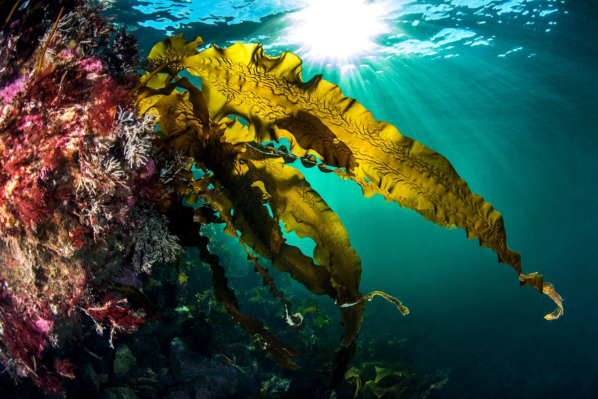 Figure 8.3 Sugar kelp. The UN Ocean Decade is promoting knowledge-based ocean management, and its vision is 'the science we need for the ocean we want'.
