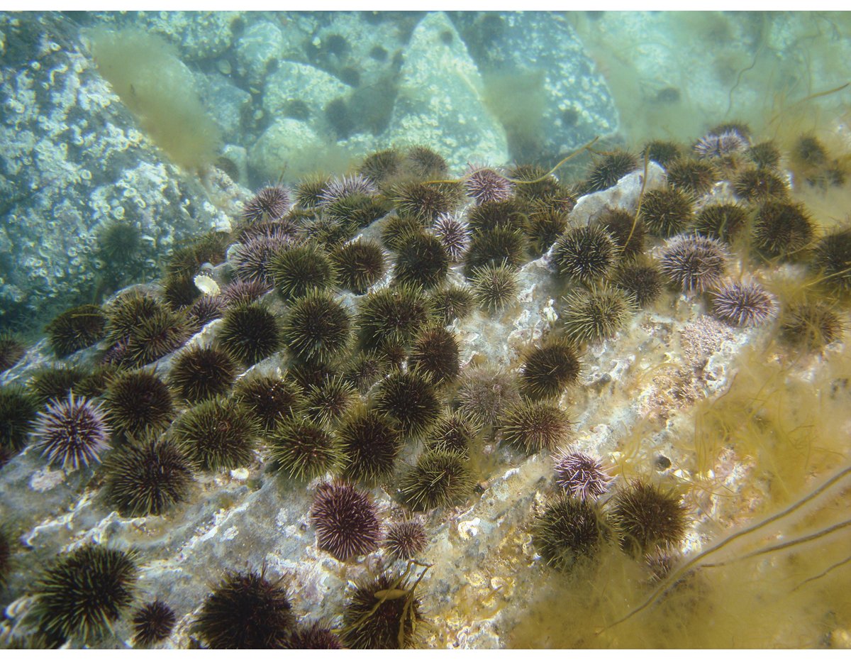 Figur 3.24 Drøbaksjøpiggsvin (grønn kråkebolle) ved Vega. Kråkeboller har beitet ned mye tareskog langs kysten i Norskehavet.