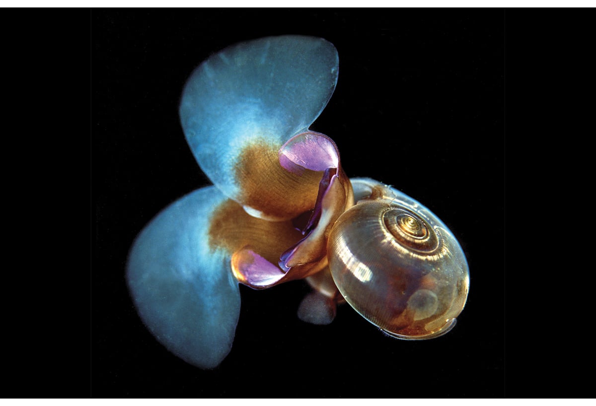 Figur 3.5 Vingesneglen flueåte (Limacina helicina).