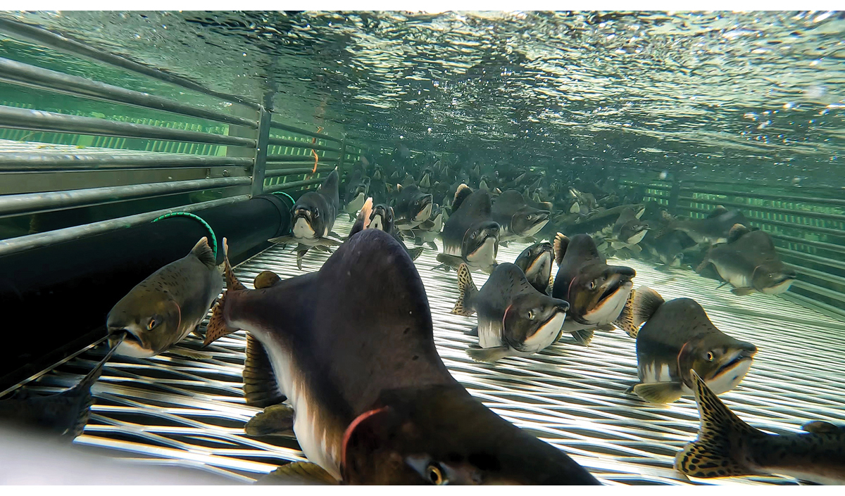 Figur 3.8 Pukkellaks (Oncorhynchus gorbuscha) i felle.