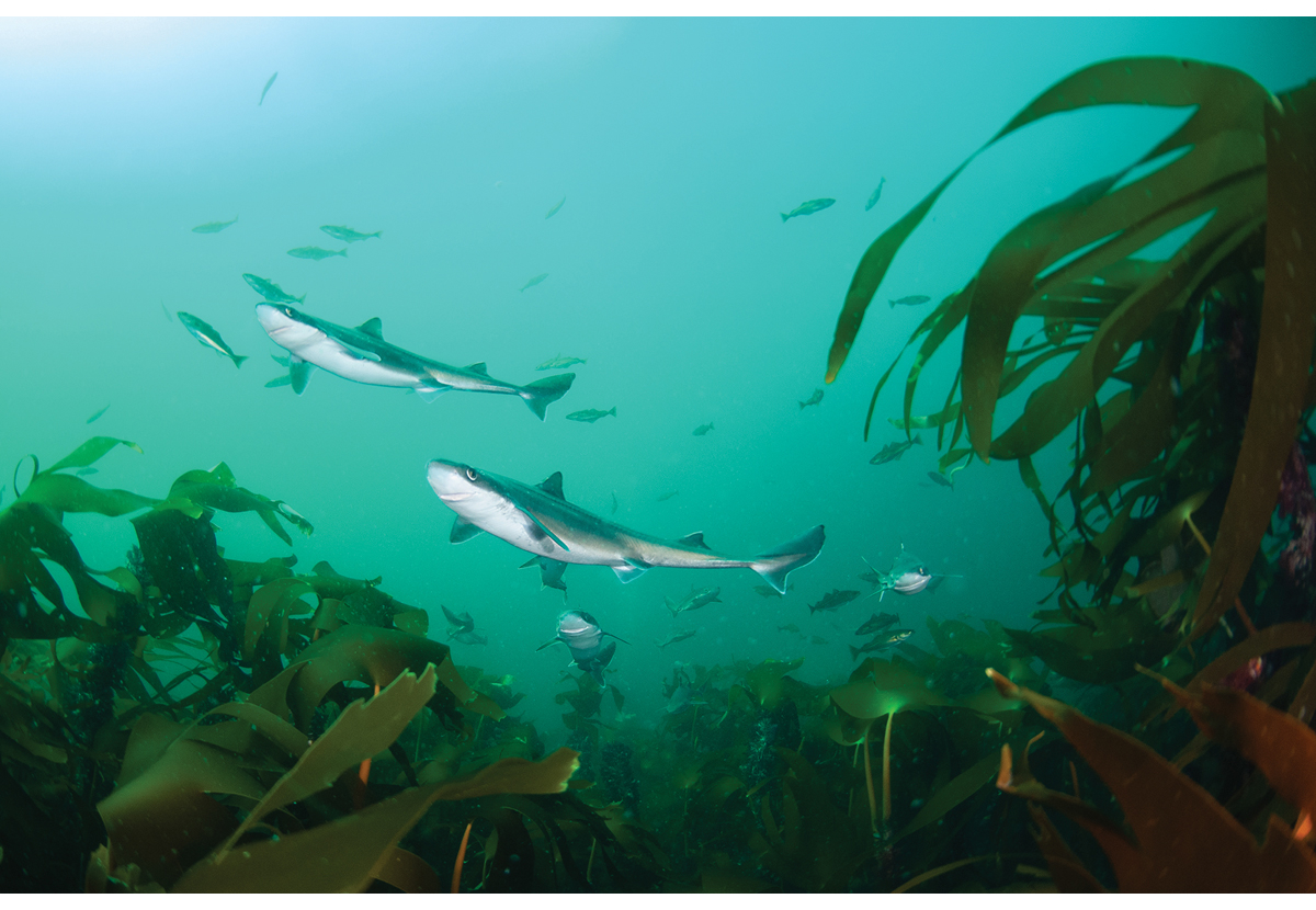 Figur 4.11 Pigghå i Jærkysten marine verneområde.