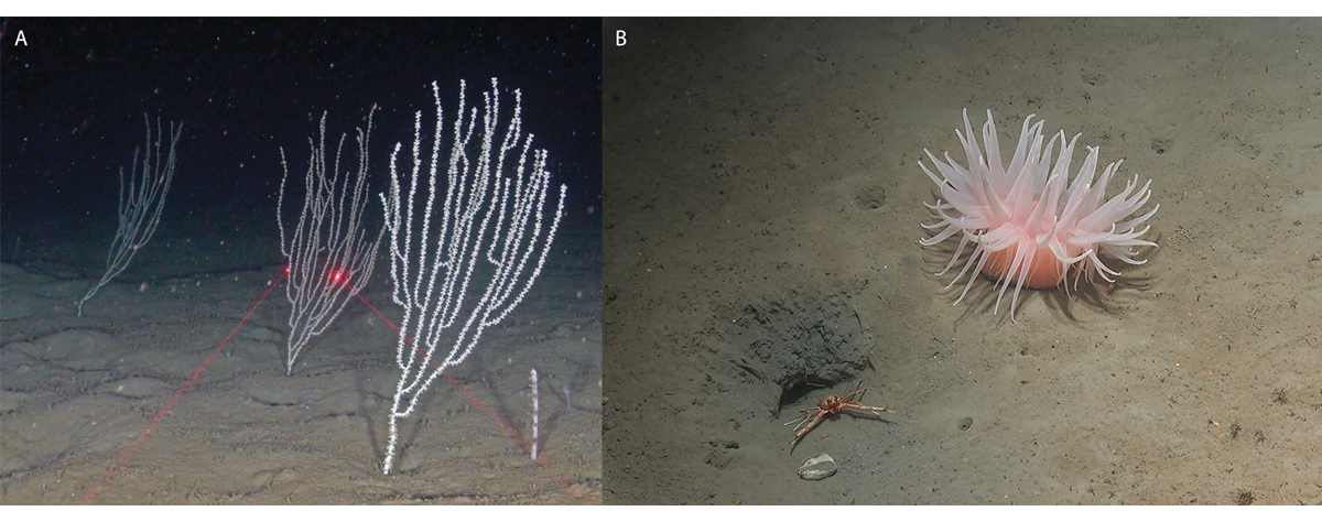 Figur 4.12 Dyphavsfauna i Norskerenna. Bambuskoraller til venstre, avstand mellom de røde laserprikkene er ti centimeter. Muddersjørose til høyre.