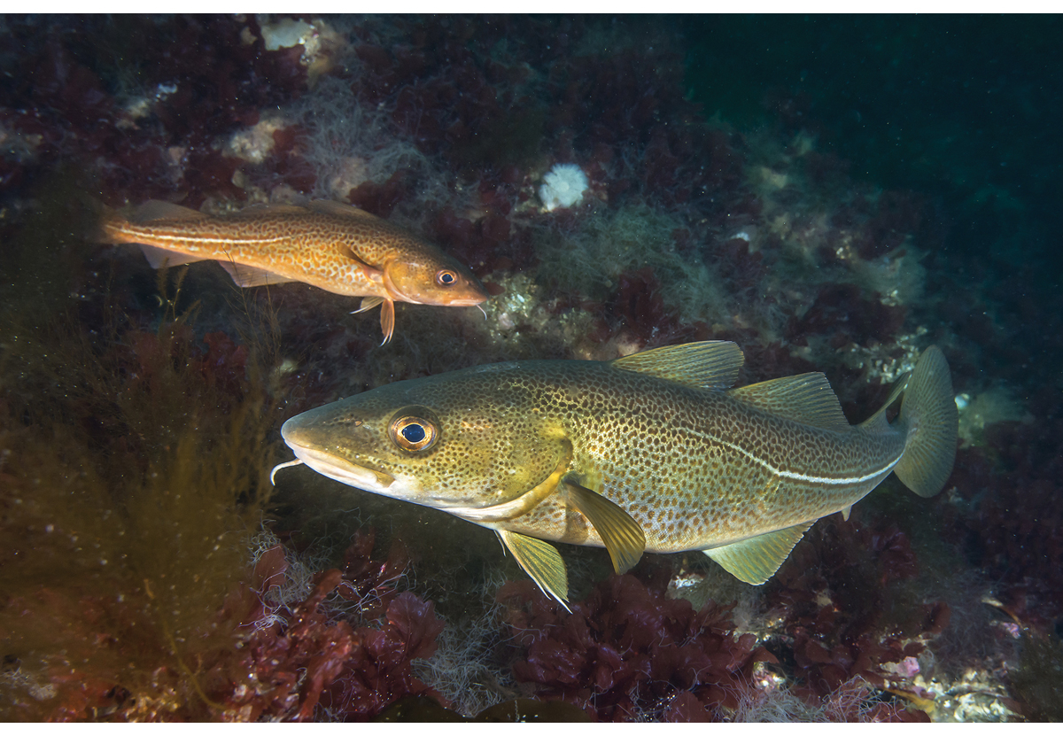 Figur 4.14 Torsk i Skagerrak. 