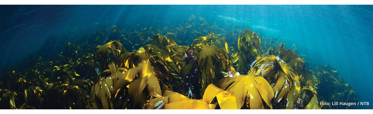 Figur 4.16 Blå skog. Tareskog ved Runde.