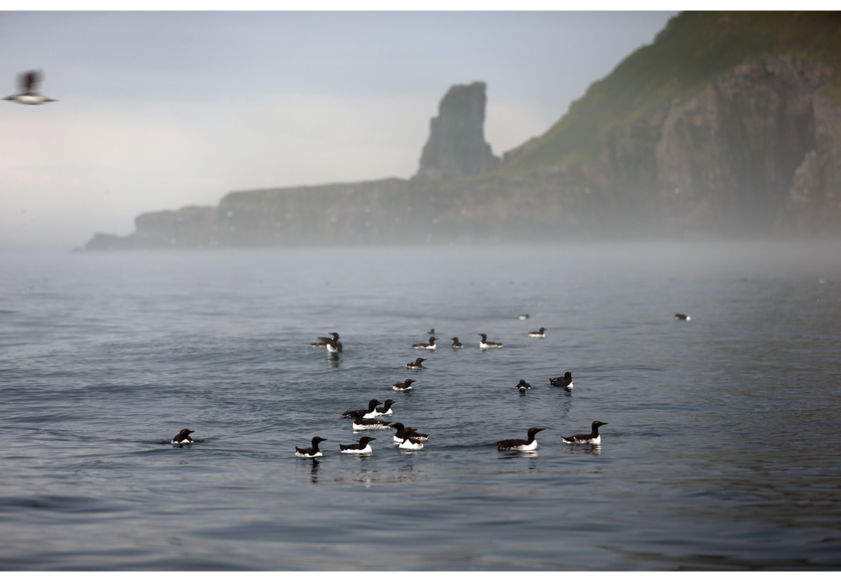 Figur 4.2 Lomvi og polarlomvi ved Bjørnøya.