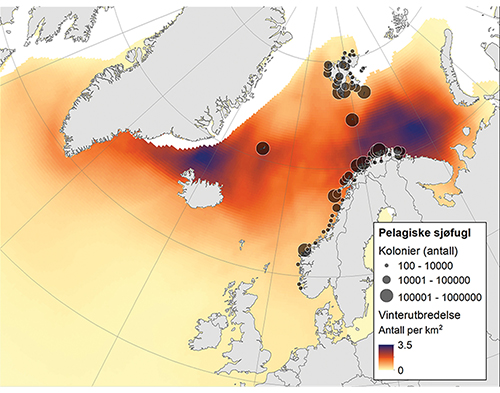 Figur 4.21 Kolonier og vinterutbredelse (november–januar) for de seks mest tallrike norske pelagiske sjøfuglene (havhest, krykkje, lomvi, polarlomvi, lunde og alkekonge).