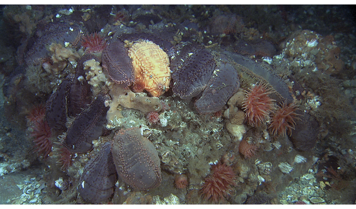 Figur 4.3 Bunnfauna på Spitsbergenbanken.