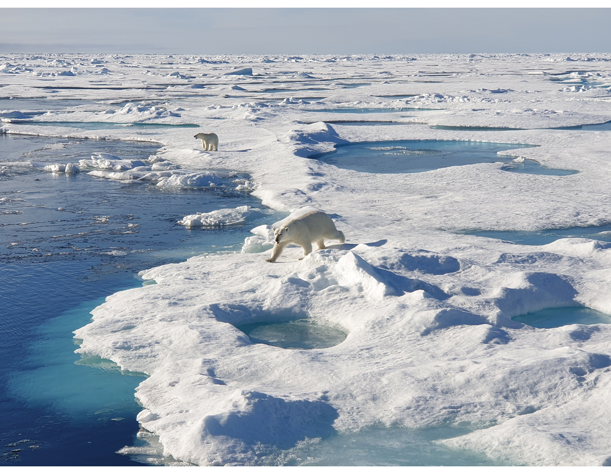 Figur 4.4 Isbjørn i iskantsonen nord for Svalbard i august 2023.