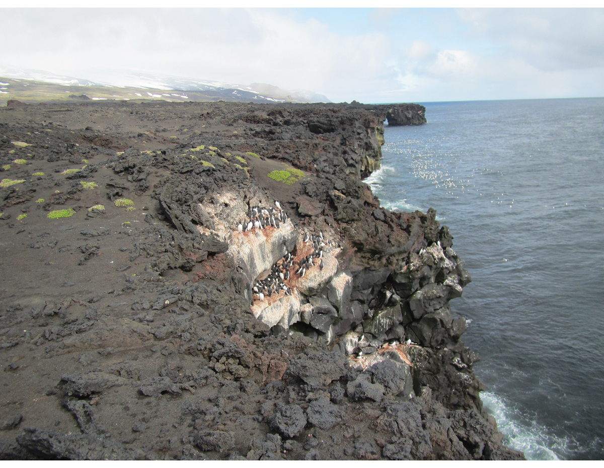 Figur 4.7 På Skrinnodden/Splittodden, ett av de yngste landområdene på øya, hekker fem av seks alkefuglarter som finnes på Jan Mayen.