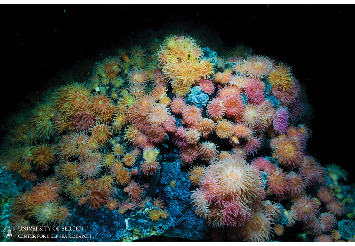 Figur 4.8 Sjøanemoner ved geotermiske kilder på ca. 500 meters dyp ved Jan Mayen-feltene, den arktiske midthavsryggen.