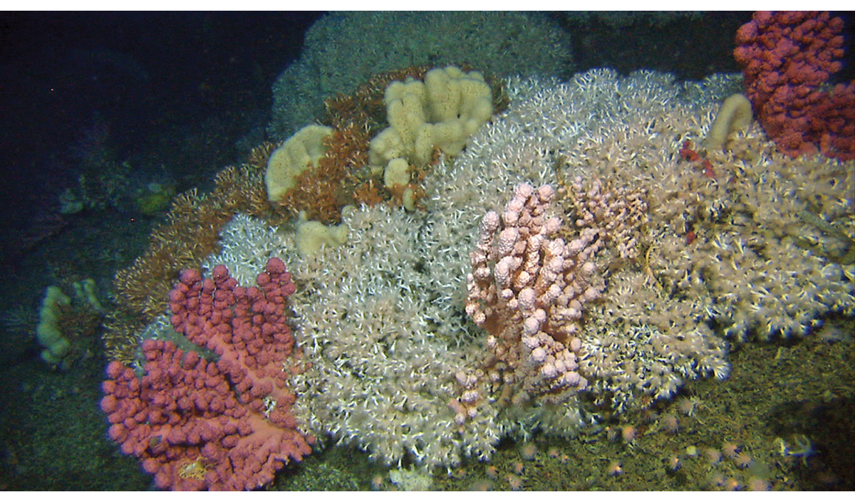 Figur 4.9 Korallrev i Stjernsund, ca. 250 meters dyp.