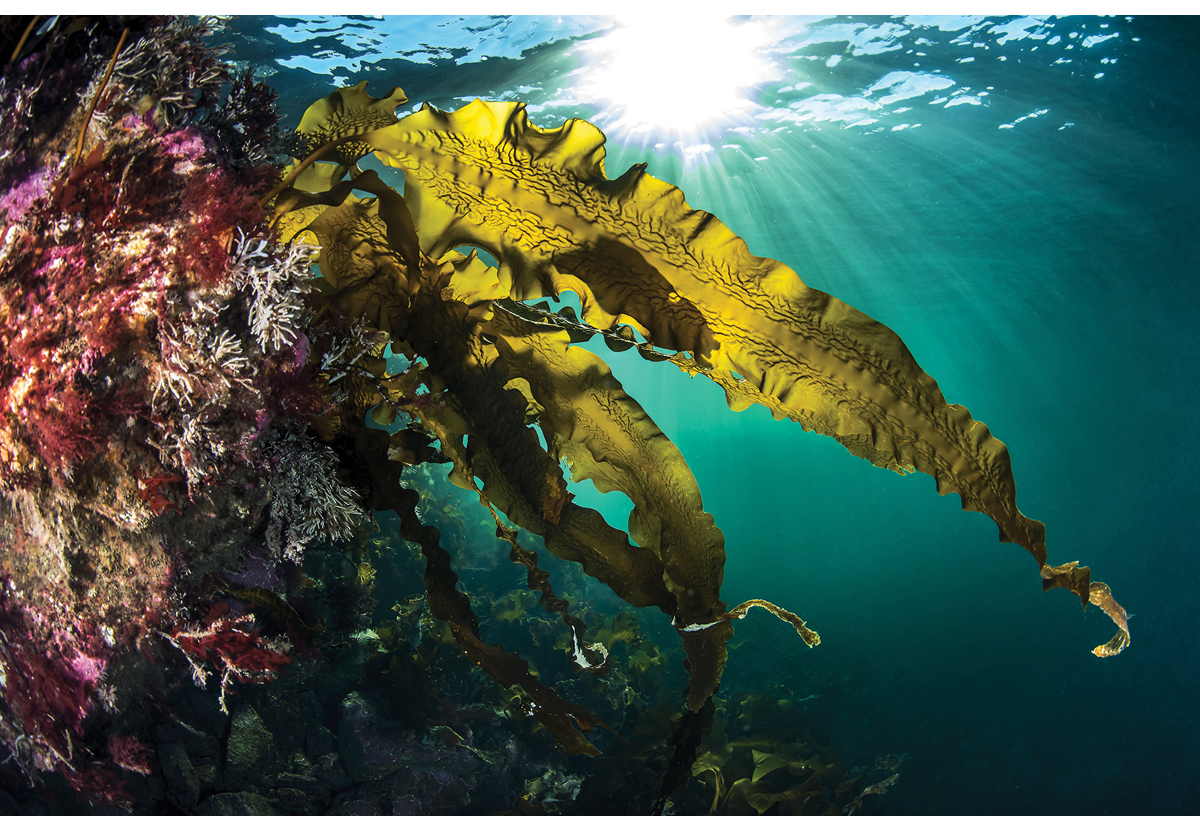 Figur 8.3 Sukkertare. Havforskningstiåret har som mål å fremme kunnskapsbasert havforvaltning med visjonen «Kunnskapen vi trenger for havet vi vil ha.»