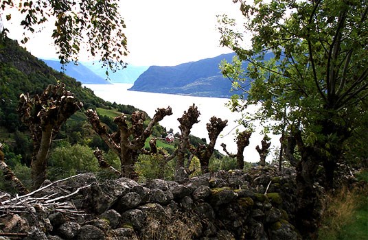 Grinde - Engjasete,  Styvingstre og steingardar, utsikt over Sognefjorden