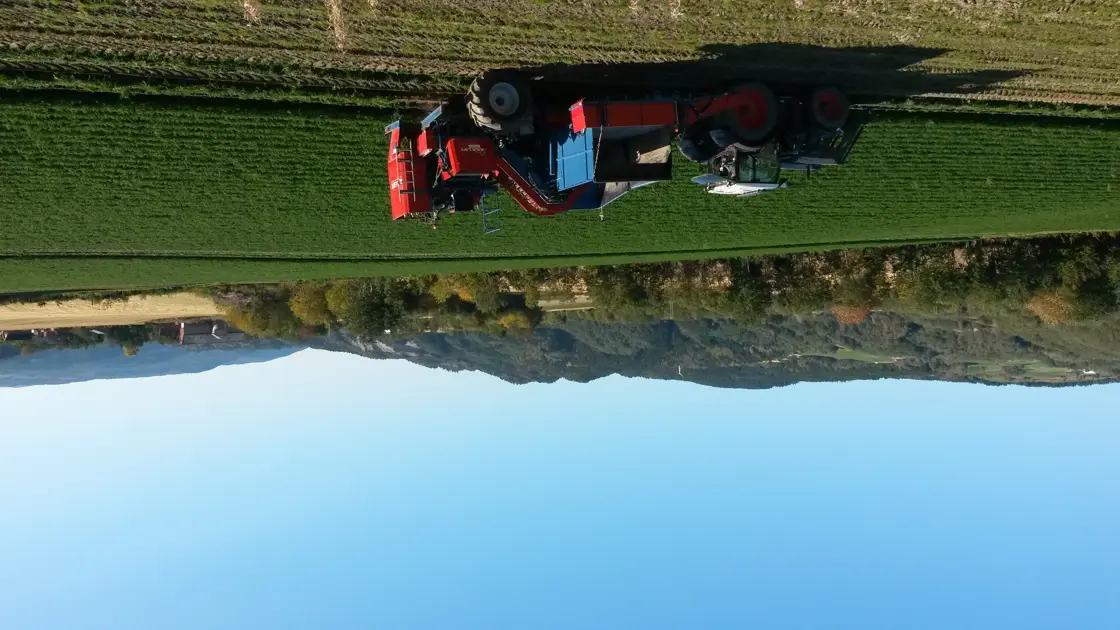 Opptak av økologisk gulrot på Røstad Øvre.