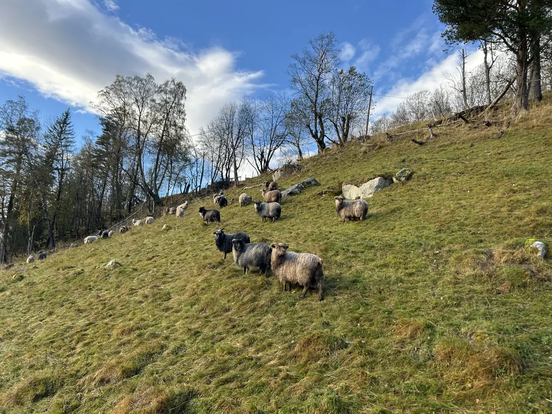 I 2025 hadde Steinar og Turid 33 vinterfôra søyer og 24 melkegeiter, pluss lam og kje. I bakkene nedenfor gården er det tidlig vår og sauene trives godt.