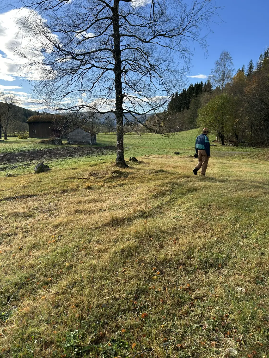 På slåtteenga på Hølluflata har Steinar registrert en rekke naturengarter, bl.a. gjeldkarve, hvitbladtistel, blåklokke, prestekrage, rødknapp, blåknapp, hvitmaure, rødkløver, småengkall, harerug og tepperot. Av rødlista arter er det funnet mørkskjellet vokssopp (VU) og lutvokssopp (NT). Slåttenga er beskrevet som viktig og i god hevd i Naturbase: Naturbase faktaark