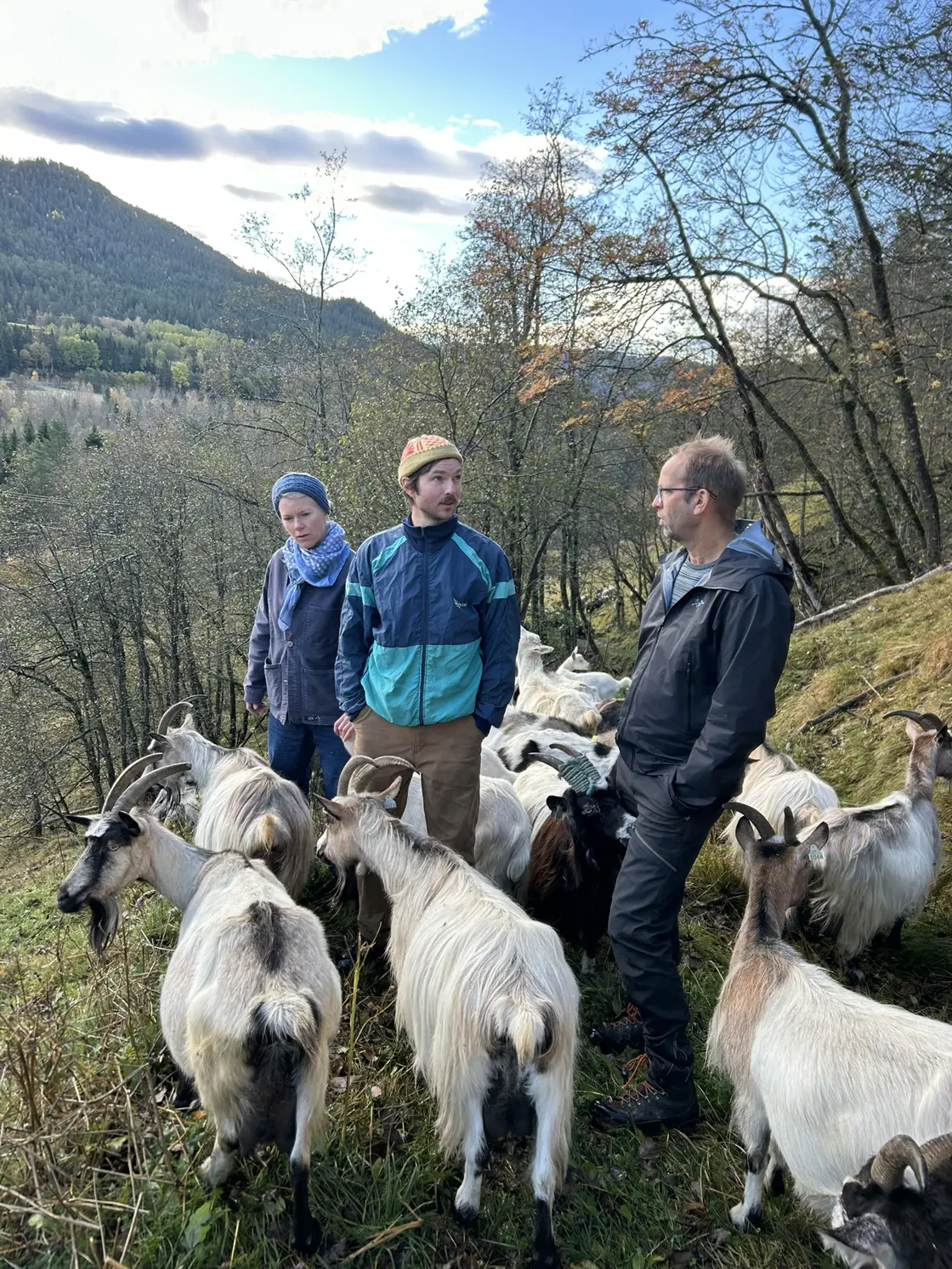 Turid og Steinar med melkegeitene og Anders Mona fra Statsforvalteren i Trøndelag. På forsommeren melkes geitene i sommerfjøset ved gården. Men etter 6 uker flyttes dyrene til Jelsetra i Jødalen der de beiter i Trollheimen landskapsvernområde resten av sommeren.