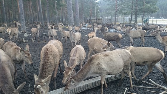Fôring av hjort på Svenes i Froland.