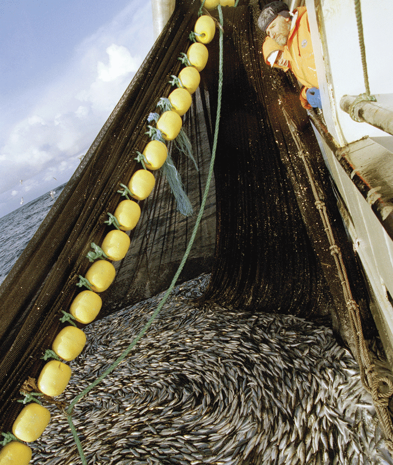 Figure 11.1 From the Lofoten cod fishery. 