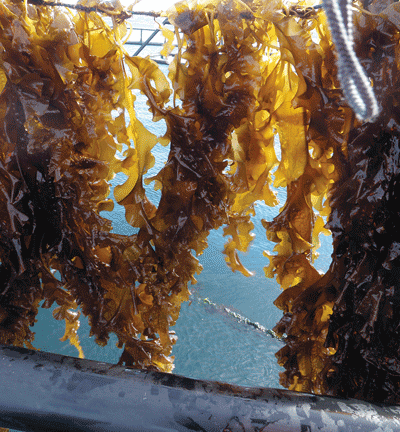 Figure 11.5 Kelp farming. 