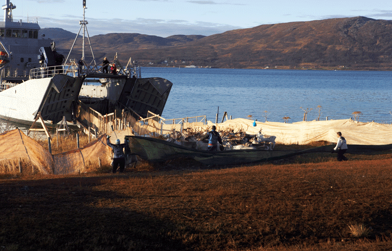 Figur 13.11 Årlig fraktes det reinsdyr med båt fra fastlandet og ut til sommerbeitene på øy- og ytterdistriktene i Nord-Troms og Finnmark. 