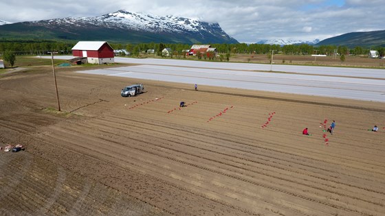 Anlegg av forsøksfelt for potet i Målselv 2017.