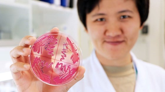 Veterinærinstituttet forsker på antibiotikaresistente bakterier. 