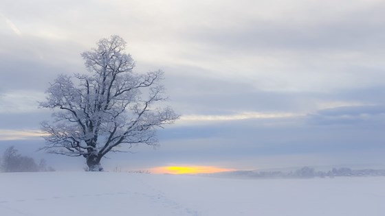 Landskapsbilde fra Ås, med den gamle eika til venstre i bildet, og en solnedgang på horisonten. Vinterlandskap.