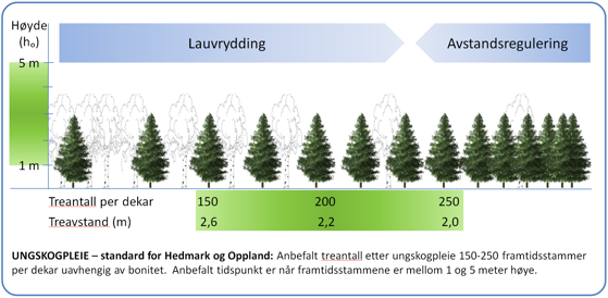 Figuren over illustrerer prinsippet for ungskogpleie, slik den kommer fram i den nye standarden for Hedmark og Oppland. Etter lauvrydding og eventuelt avstandsregulering bør utgangstettheten ligge på mellom 150 og 250 trær per dekar.