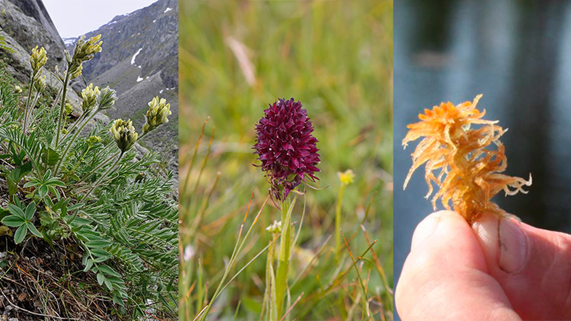 Skredmjelt, Svartkurle, Trøndertorvmose