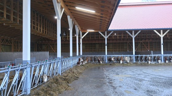 Et nybygd fjøs for ammekyr og kjøttproduksjon hos Ole Kristen Karlsrud i Ski.
