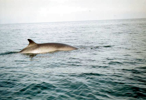 Figur 3.1 Vågehval