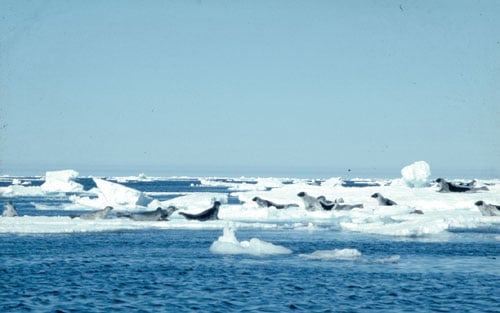Figur 3.4 Hårfellende Grønlandssel