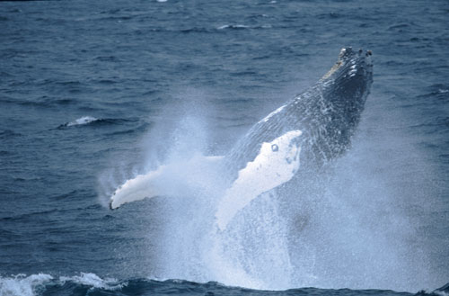 Figur 5.1 Knølhval