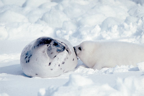 Figur 5.3 Grønlandssel