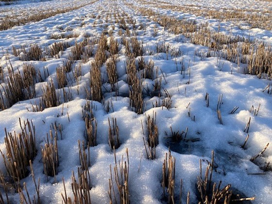 Arealene i stubb gjennom vinteren bidrar til mindre avrenning av jord og næringsstoffer til vann.