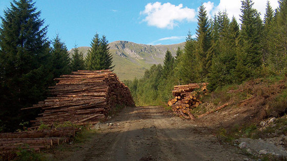 Skogsvirke blir til flis, og flis blir til energi.
