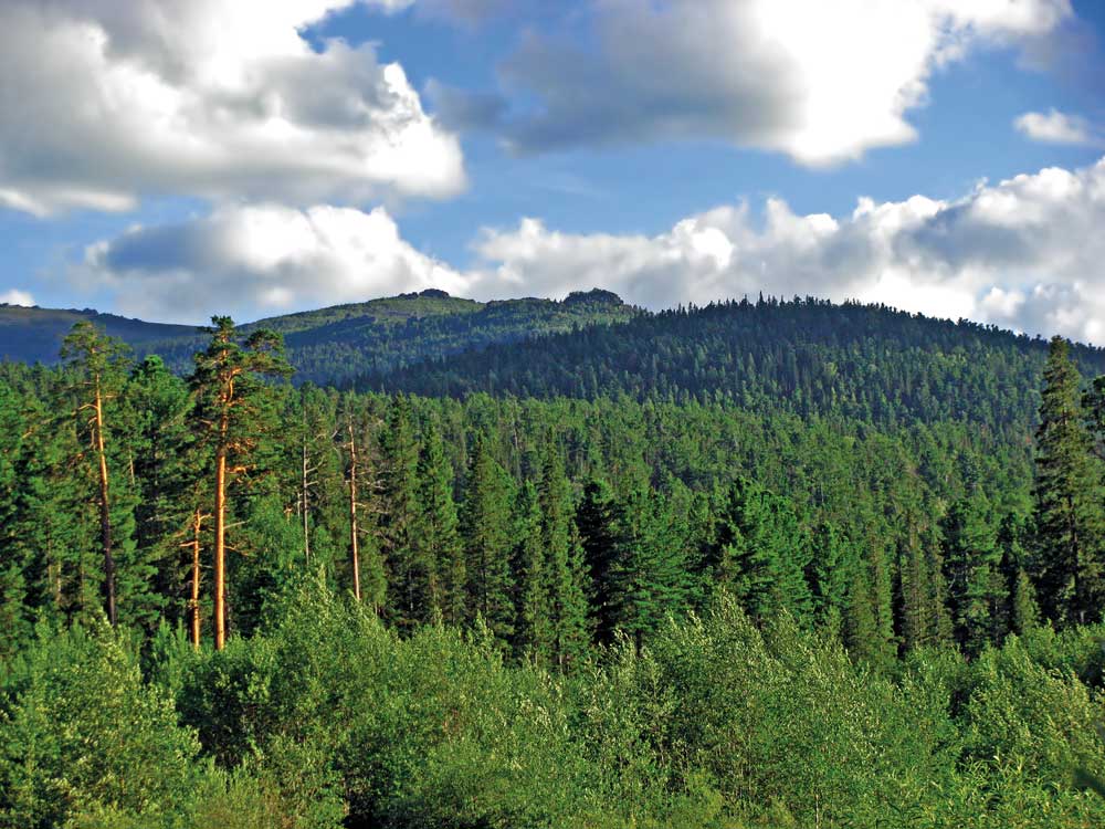 Figure 4.4 Forests absorb large quantities of CO2 from the atmosphere